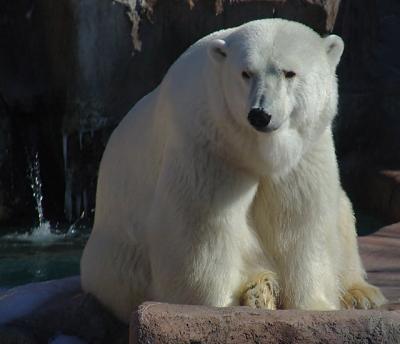polar2587.jpg