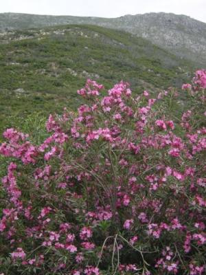 mountains colour