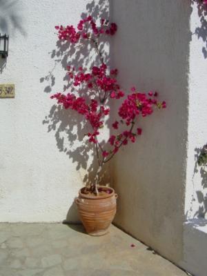 Flowerpower Crete... yia sou..antio...bye..