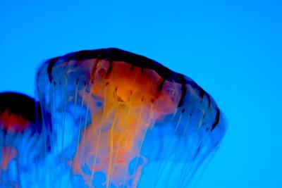 Blue Jelly