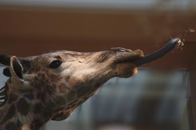 Natural History, Giraffe