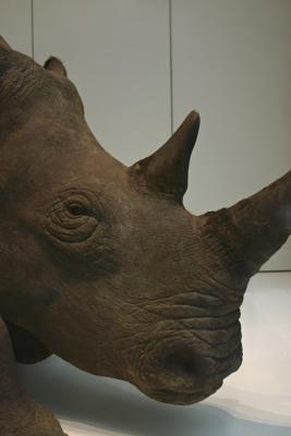 Natural History, Rhino