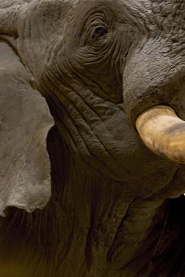 Natural History, Elephant