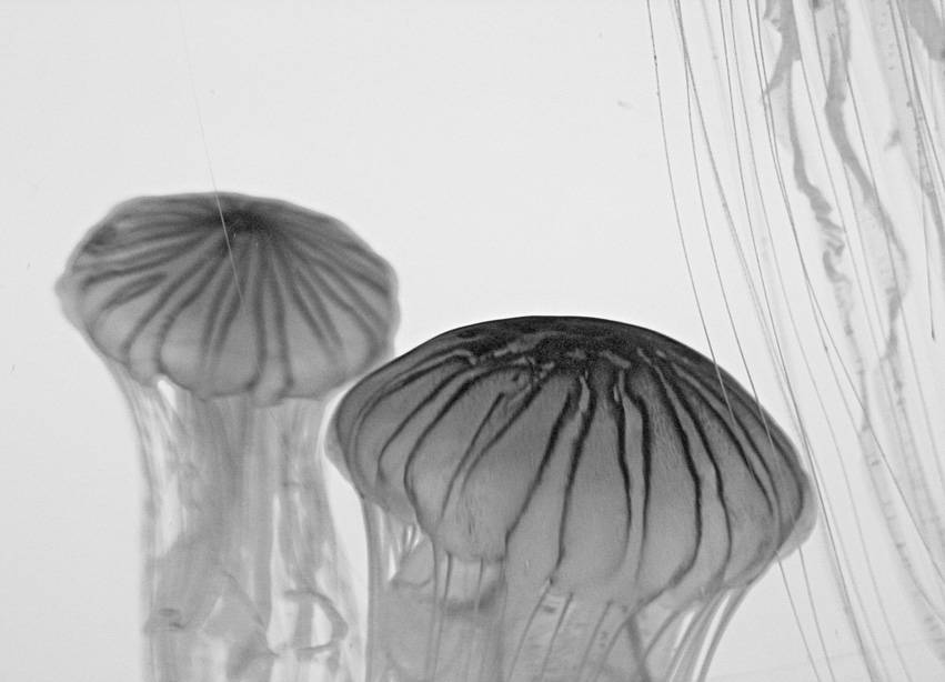 Jellyfish