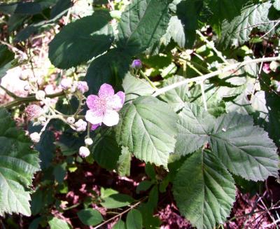 Black berry blooms.jpg
