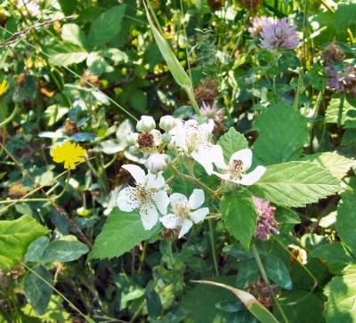 Black berry flowers.jpg
