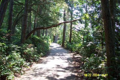 Leaning Madrona.jpg