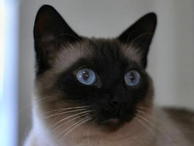 Face54.jpg
