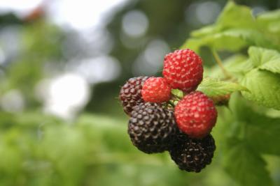 Black Raspberries.jpg