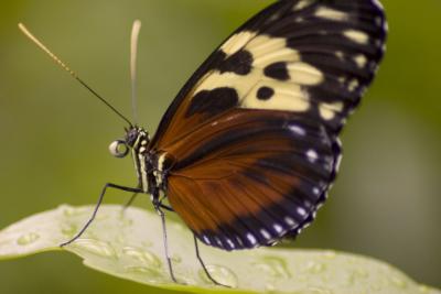 Butterfly 5.jpg