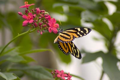 Butterfly-4.jpg