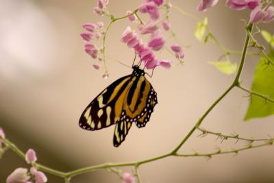 Butterfly.jpg