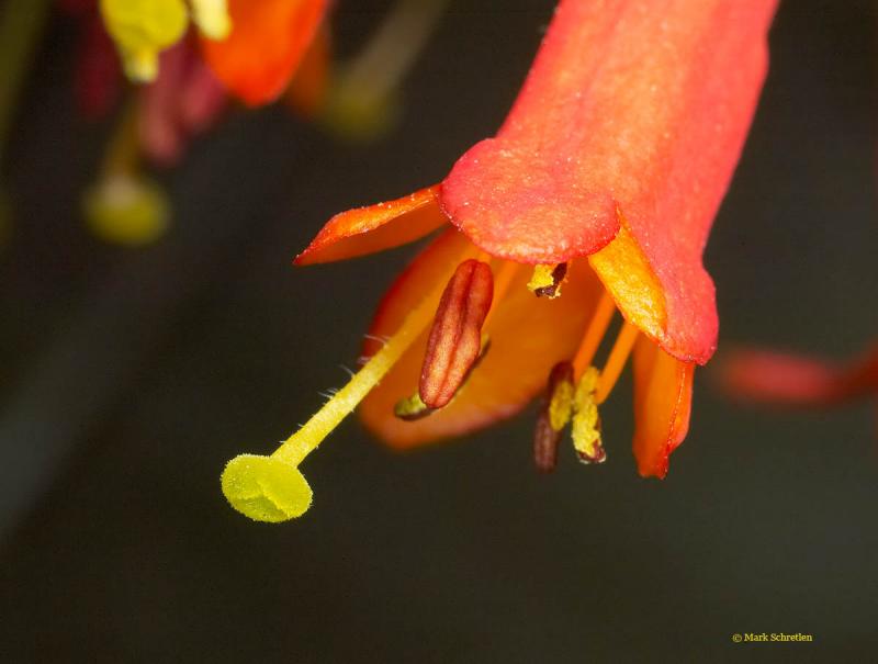  Honeysuckle