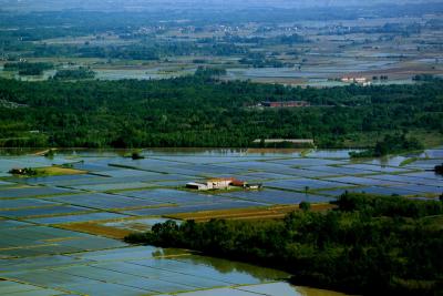 RICE 2 by Sergio Lovisolo