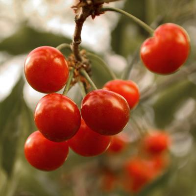 Pie Cherries II by Albert Yanowich Jr.