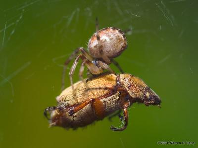 Come into My Dining Room Said the Spider to the Japanese Beetle by Warren Sarle