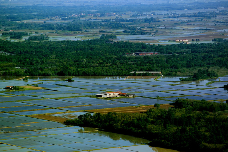 RICE 2 by Sergio Lovisolo