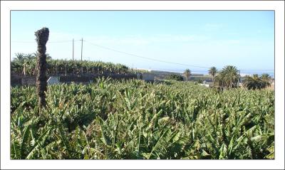 banana planation