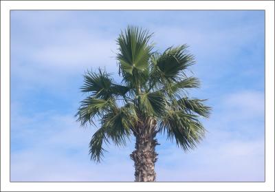 palm portrait