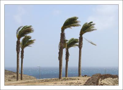 palms in the wind