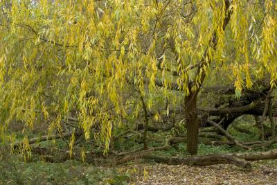 CRW_0545.jpg