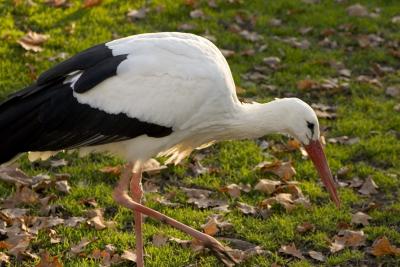 CRW_0662.jpg