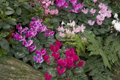 CRW_0921.jpg