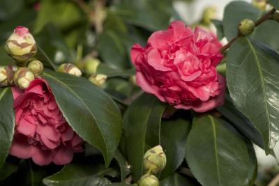CRW_0923.jpg