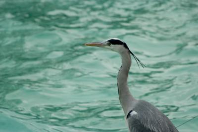 CRW_0959.jpg
