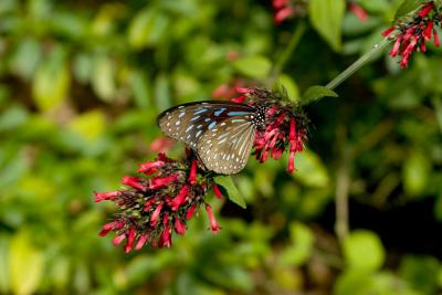 CRW_1295.jpg