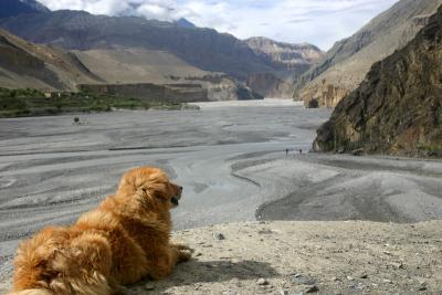 Mustang guard dog