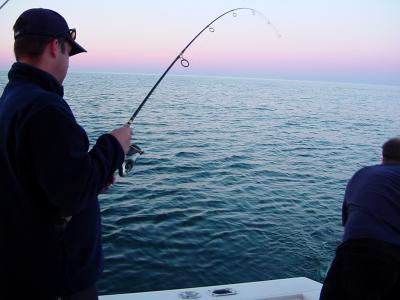 Bait