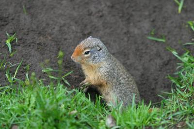 u47/ksproule/medium/31042882.IMG_4241.jpg