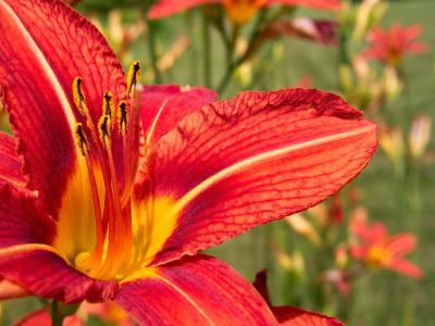 Lilies of the Field