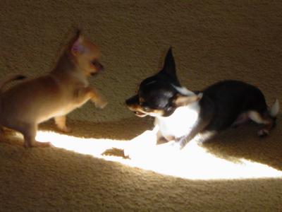Playing in a sunbeam