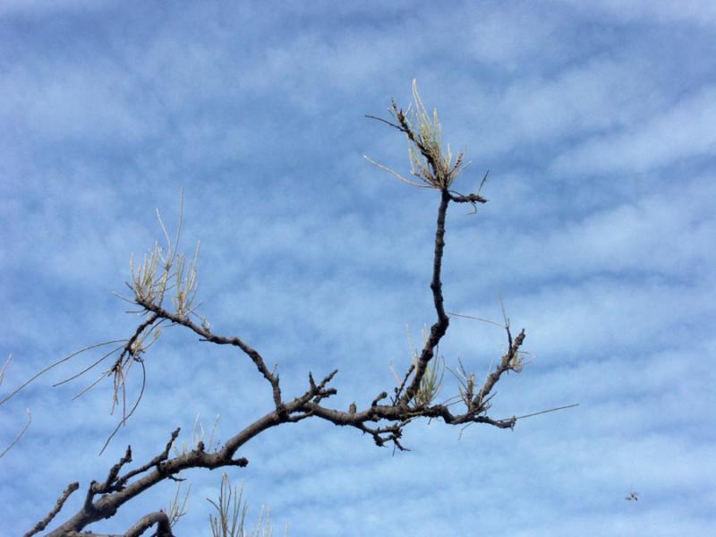 Flying tree