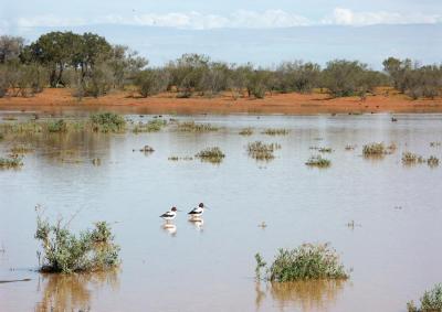 Birds on an ephemeral pond