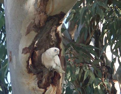 Corella, one of thousands