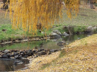 Belubula River (with ducks)