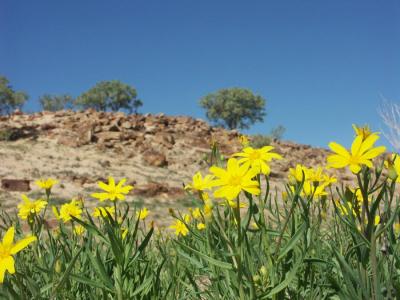 A few flowers in an arid landscape