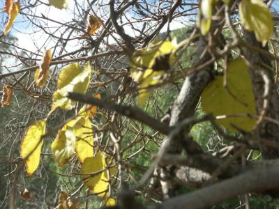Just-surviving fruit tree, Seaton's