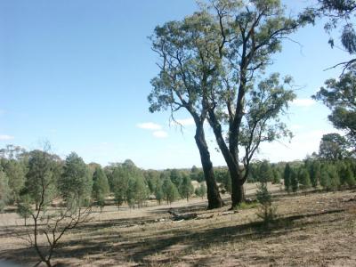 Abandoned farm land, with Callitris taking over