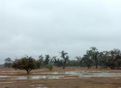 Drought, then 50 mm of rain