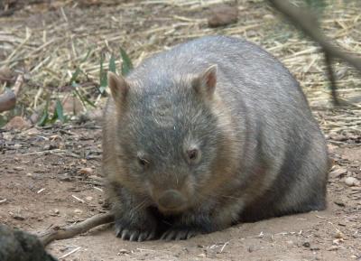 Wombat