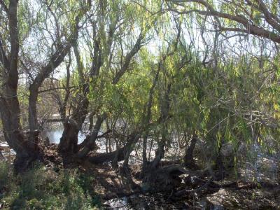 Water at Willandra