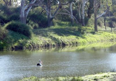 Pelican on Cooper Creek