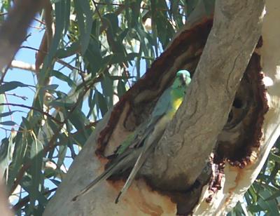 Parrots at their nest hole