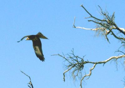 Little eagle, Innamincka