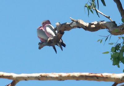 Galahs, Innamincka