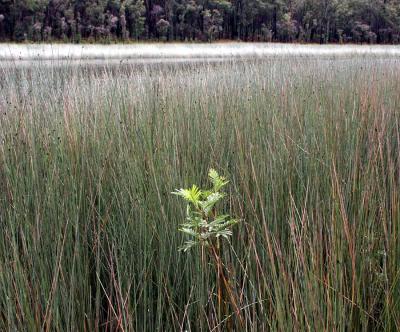 Young wattle among reeds